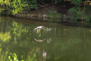 Ein Graureiher gleitet knapp über die Wasseroberfläche, sein Schatten spiegelt sich im ruhigen...