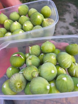 Green smokva in plastic box