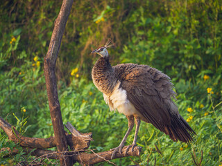 Elegant Peahen Close-Up Portrait with Vibrant Feathers and Natural Background