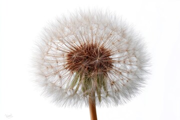 A detailed close-up of a mature dandelion seed head, exhibiting numerous delicate, white, fluffy seeds radiating from a central, brown receptacle atop a slender green stem, 