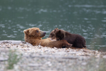 Obraz premium brown bear cub and mother