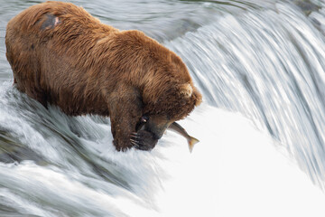 brown bear catching a fish 