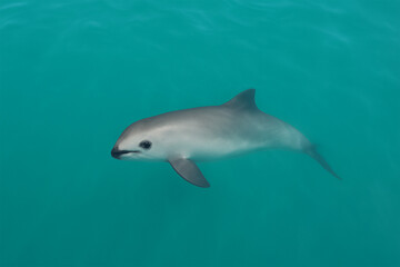 Vaquita at water