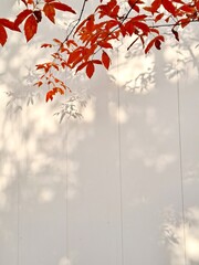 White wall with red maple tree leaves in autumn