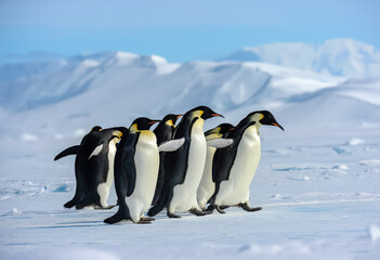 Fototapeta premium A group of majestic Emperor penguins gracefully walking across the vast, icy terrain of Antarcticas landscape