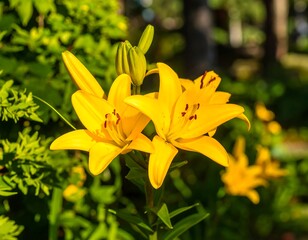 Fototapeta premium Bright yellow lilies in garden (2)
