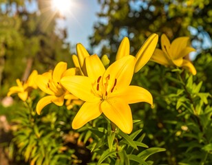 Obraz premium Bright yellow lilies in garden (1)
