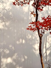 White wall with red maple tree leaves in autumn