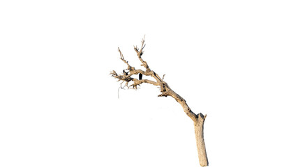 dried tree with bracnches