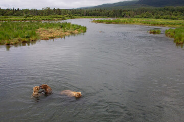 bears in the river