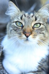 A cat with captivating green eyes and distinctive fur patterns stares directly at the viewer. Its...
