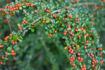 Clusters of vibrant red berries are nestled among lush green leaves in a garden. This natural display showcases the beauty of late summer plant life and offers a glimpse of seasonal fruits.