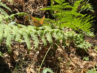 fern in the forest