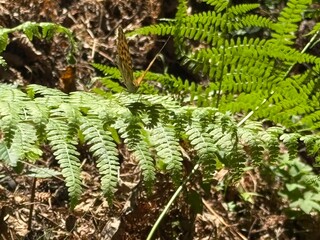 fern in the forest