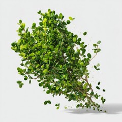 Obraz premium Green shrub bursts from white background