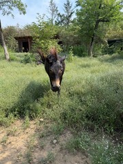 donkey in the field