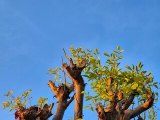 Fresh green leaves sprouting from pruned tree branches under clear blue sky in sunlight