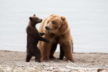 brown bear cub and mother © Newbury Images