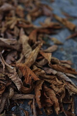Dried brown leaves cover the ground, showcasing their curled and crinkled forms. The earthy tones and textures highlight the changing season and the cycle of nature.