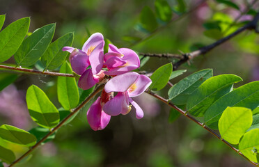 Pink acacia flowers that bloom until deep autumn.