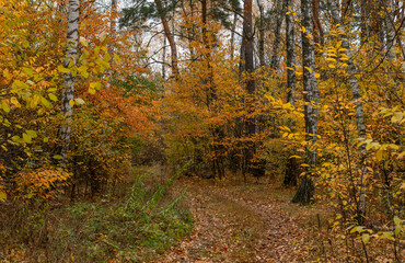 Obraz premium Autumn has come to the forest with its colors. A pleasant walk in the autumn forest.