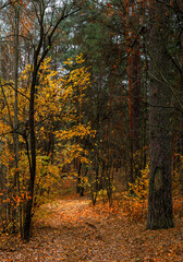 Autumn has come to the forest with its colors. A pleasant walk in the autumn forest.