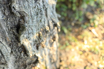 The focus is on a textured tree trunk in a lush outdoor area, with sunlight filtering through leaves in the background, revealing rough bark details. Nature surrounds the scene.