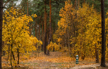 Obraz premium Autumn has come to the forest with its colors. A pleasant walk in the autumn forest.