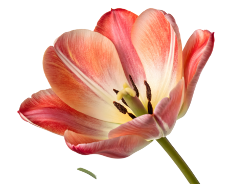Single Peach and Coral Tulip Blossom Isolated on Black Background Detailed Closeup View Showing Petals Stamen and Stem isolated on a transparent background