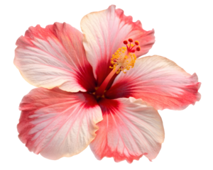 Single Pink and White Hibiscus Flower with Red Center Isolated Detailed Closeup View Showing Petals Stamen and Pistil isolated on a transparent background