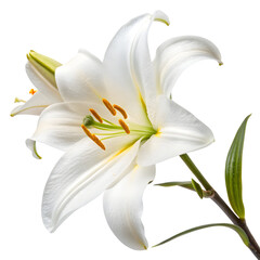 Obraz premium Single White Lily Flower with Green Stem and Stamens isolated on a transparent background