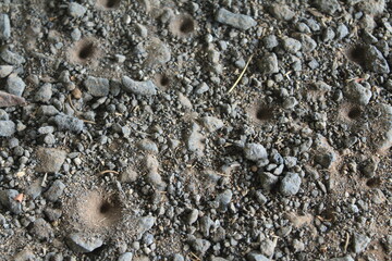 Close-up of antlion larva traps in sandy soil, forming distinct cone-shaped pits surrounded by gravel and small rocks, showcasing natural insect behavior and ground texture.