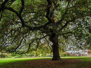 Fototapeta premium Gnarley Big Oak Tree In Garden