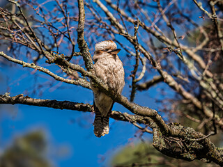 Kookaburra Sits On Winter Tree