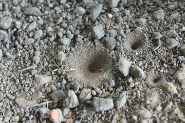 Close-up of antlion larva traps in sandy soil, forming distinct cone-shaped pits surrounded by...