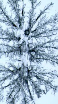 Extreme macro video: luminous liquid drop impacts clear surface, blooming intricate fractal chemical reaction with slow dolly push-in, pan-up in high-key lab. Scientific innovation concept