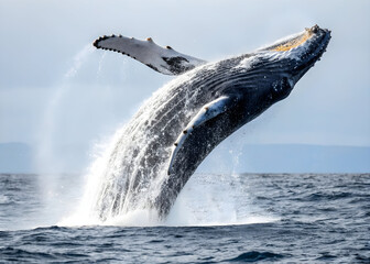 A Majestic Humpback Whale Breaching the Ocean Surface Showing its Underside and Flukes a Dynamic Display of Power and Gracet a Calm Ocean Background