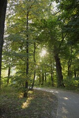 A peaceful pathway meanders through a vibrant forest with sunlight streaming between the trees. The scene captures the beauty of nature in the late afternoon, showcasing lush greenery.