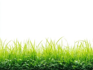 Obraz premium Fresh Green Grass Isolated on White Background