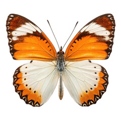 Fototapeta premium Orange and white butterfly isolated on transparent background