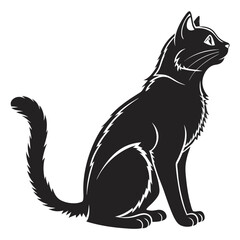 black and white cat