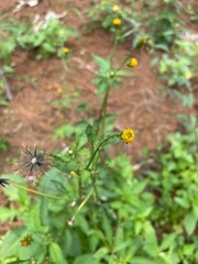 Close-up of a vibrant yellow wild flower blooming next to a distinctive dried Bidens pilosa seed head, set against a blurred natural green and brown background, showcasing nature's life cycle.
