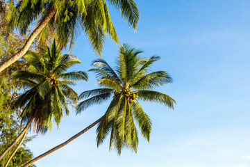 Green palm trees on blue sky background, coconut palms on tropical island sea beach, palm leaves, branches, jungle, summer holidays, vacation, travel banner, beautiful palm landscape, copy space