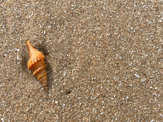 shell on the beach