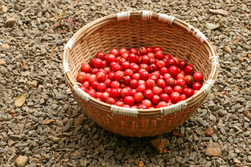 A woven basket filled with freshly harvested Flacourtia jangomas fruits, also known as Indian coffee plum or scramberry.