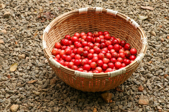 A woven basket filled with freshly harvested Flacourtia jangomas fruits, also known as Indian coffee plum or scramberry.