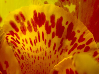 close up of yellow flower