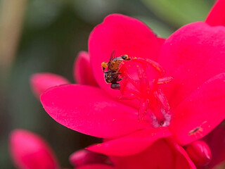 bee on pink flower