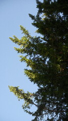 A sky scene showcasing sky, nature and forest.