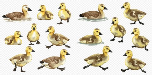 A charming collection of watercolor illustrations depicting cute baby ducklings and goslings in various poses like swimming, walking, and standing. © studio